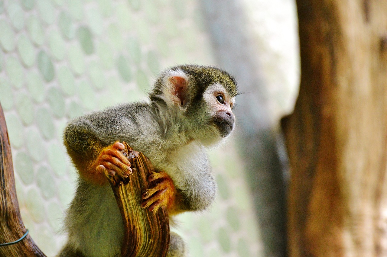 monkey äffchen capuchins free photo