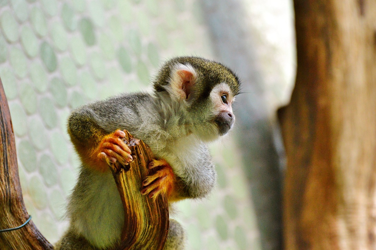 monkey äffchen capuchins free photo