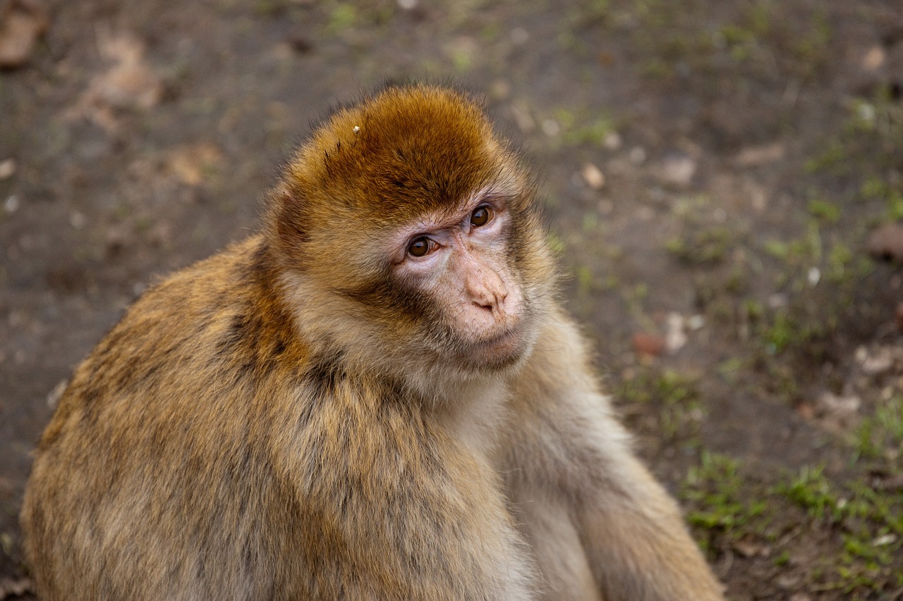 monkey zoo theme park free photo