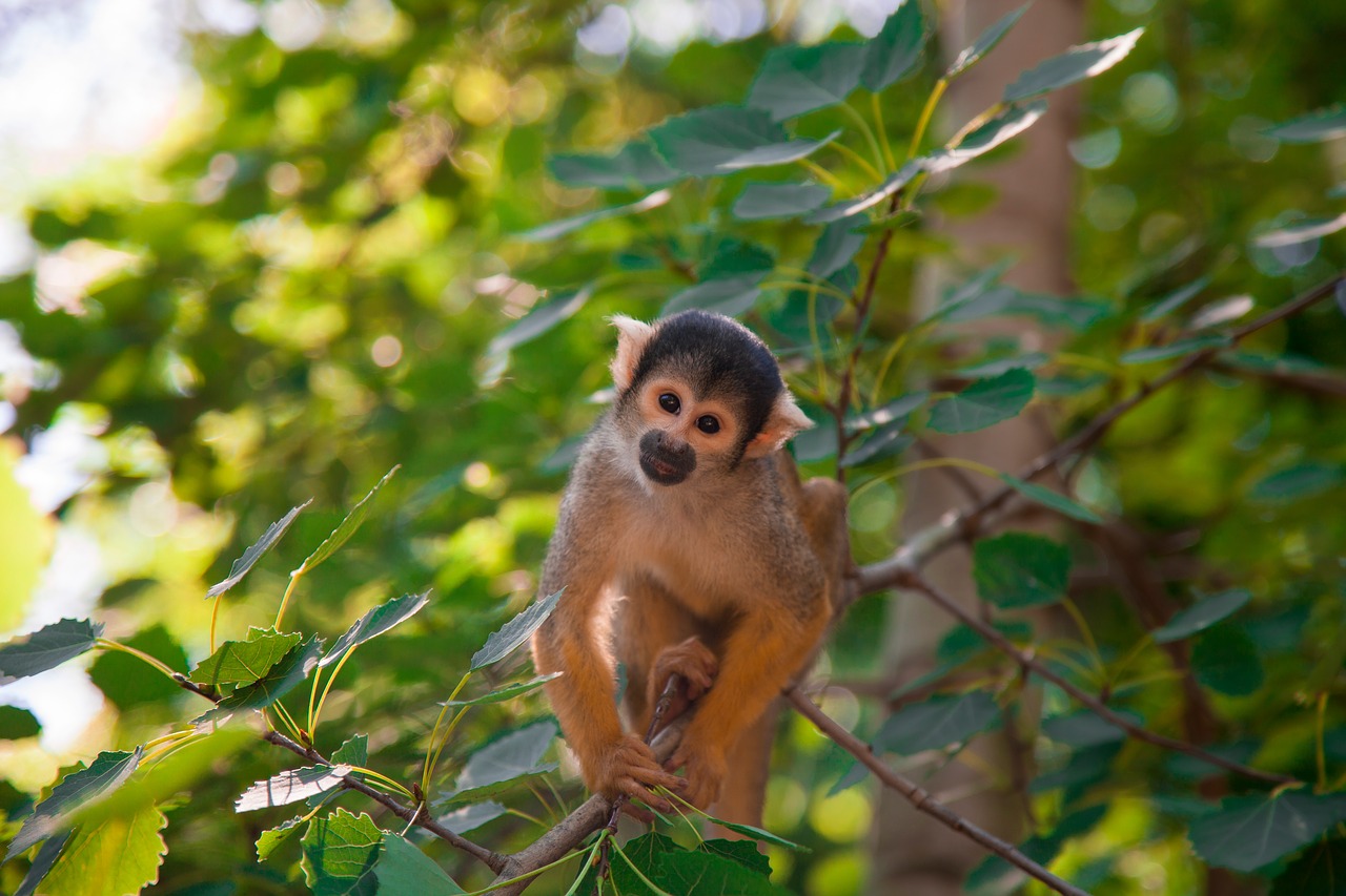monkey capuchin monkey nature free photo
