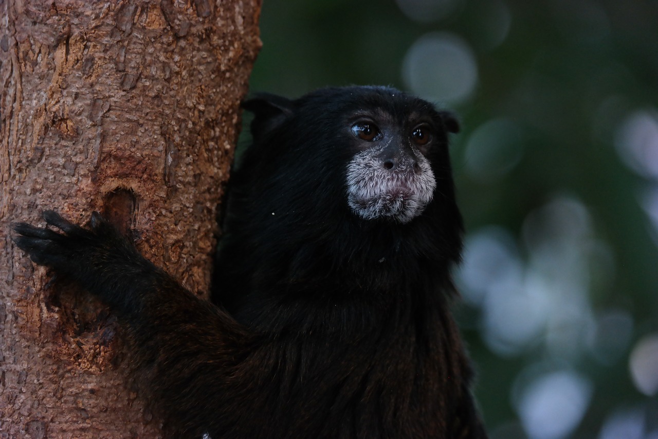 monkey portrait wildlife photography free photo