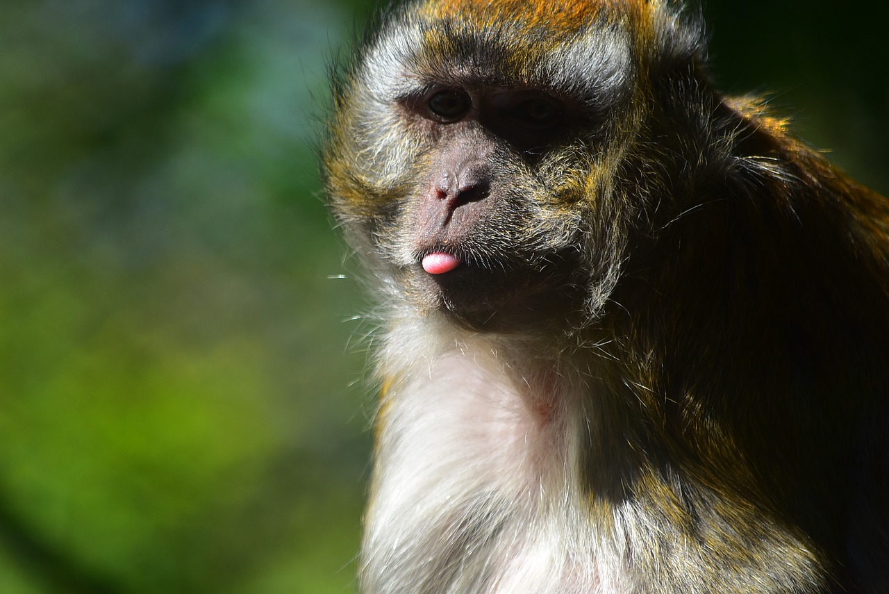 monkey silly ape free photo