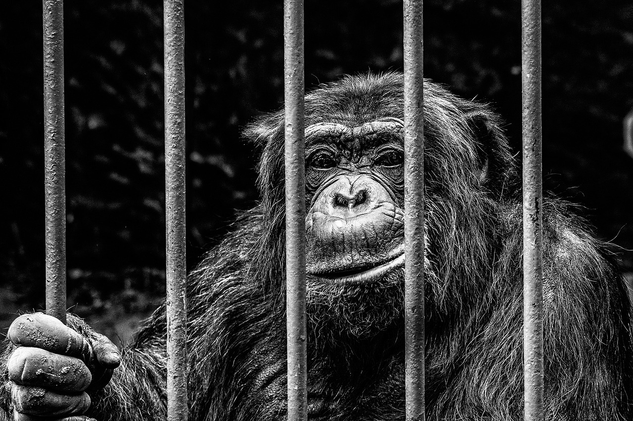 monkey captivity zoo free photo