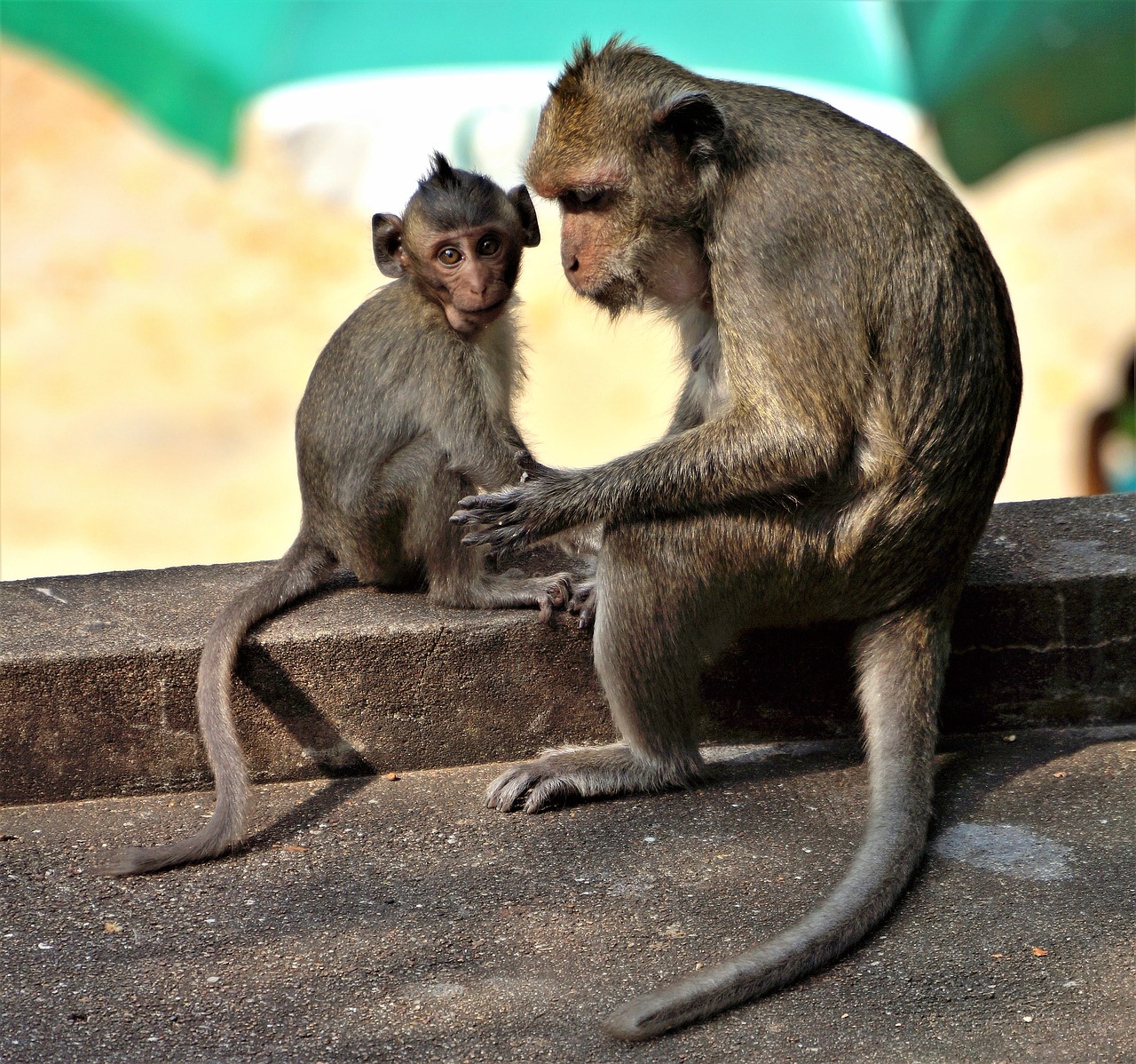monkey baby grooming free photo