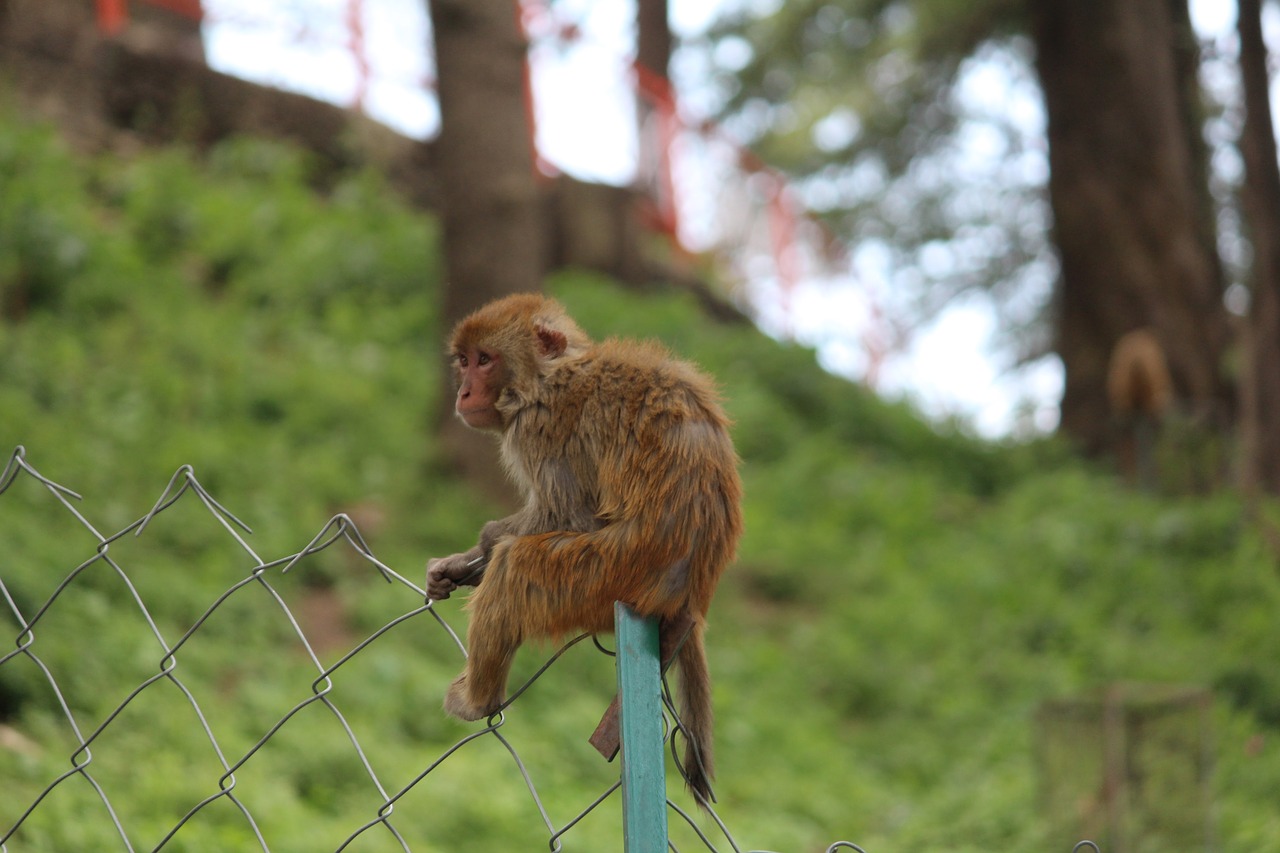 monkey alone rhesus macaque free photo