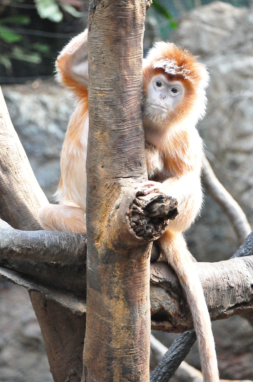 monkey animal zoo free photo