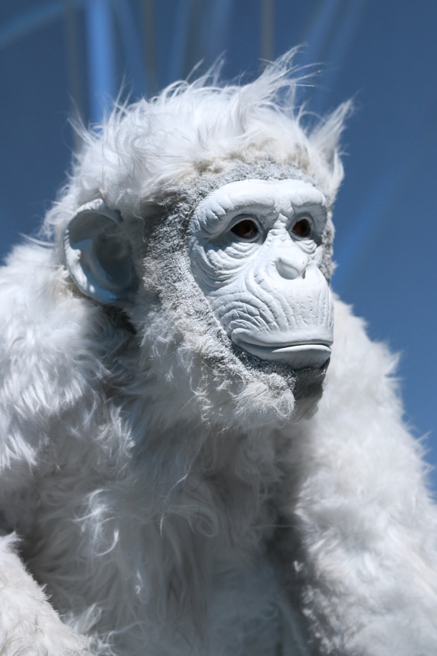 monkey white animal free photo