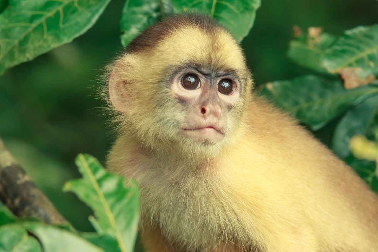 monkey jungle brazil free photo