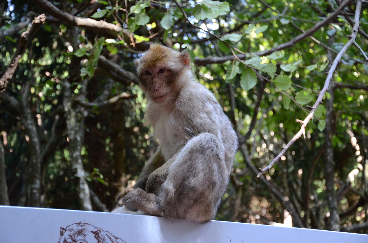 monkey face zoo free photo