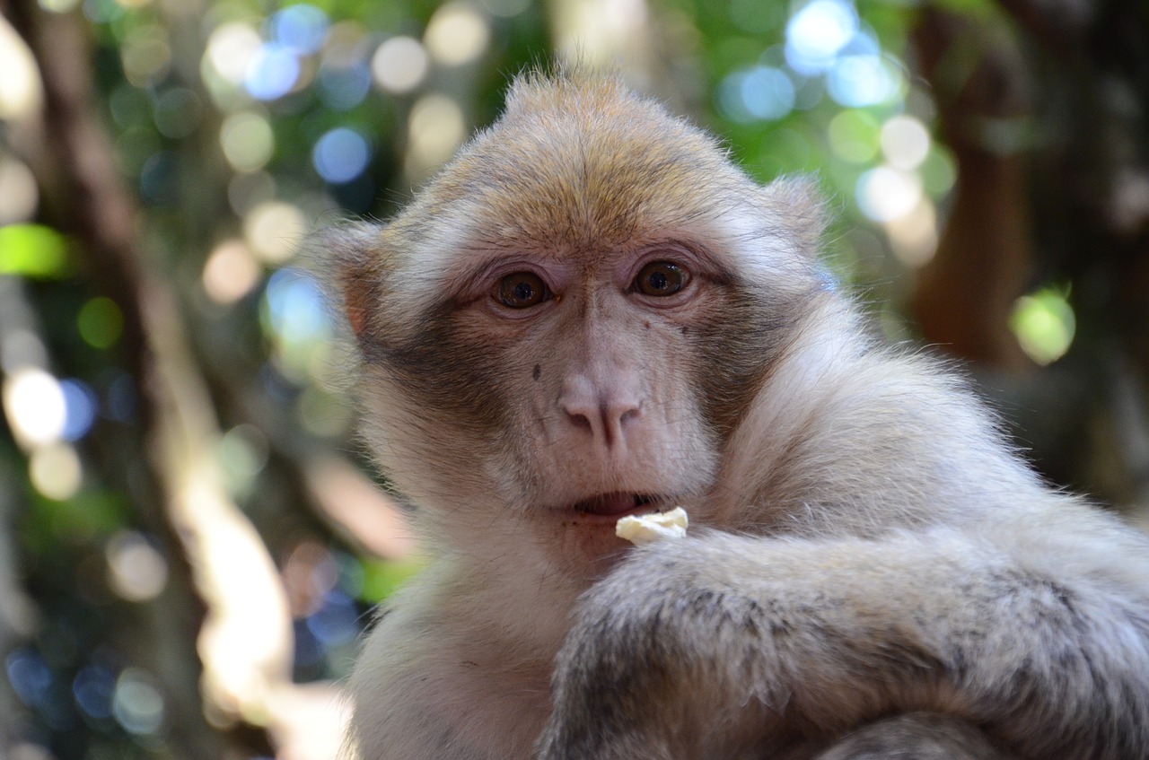 monkey face zoo free photo