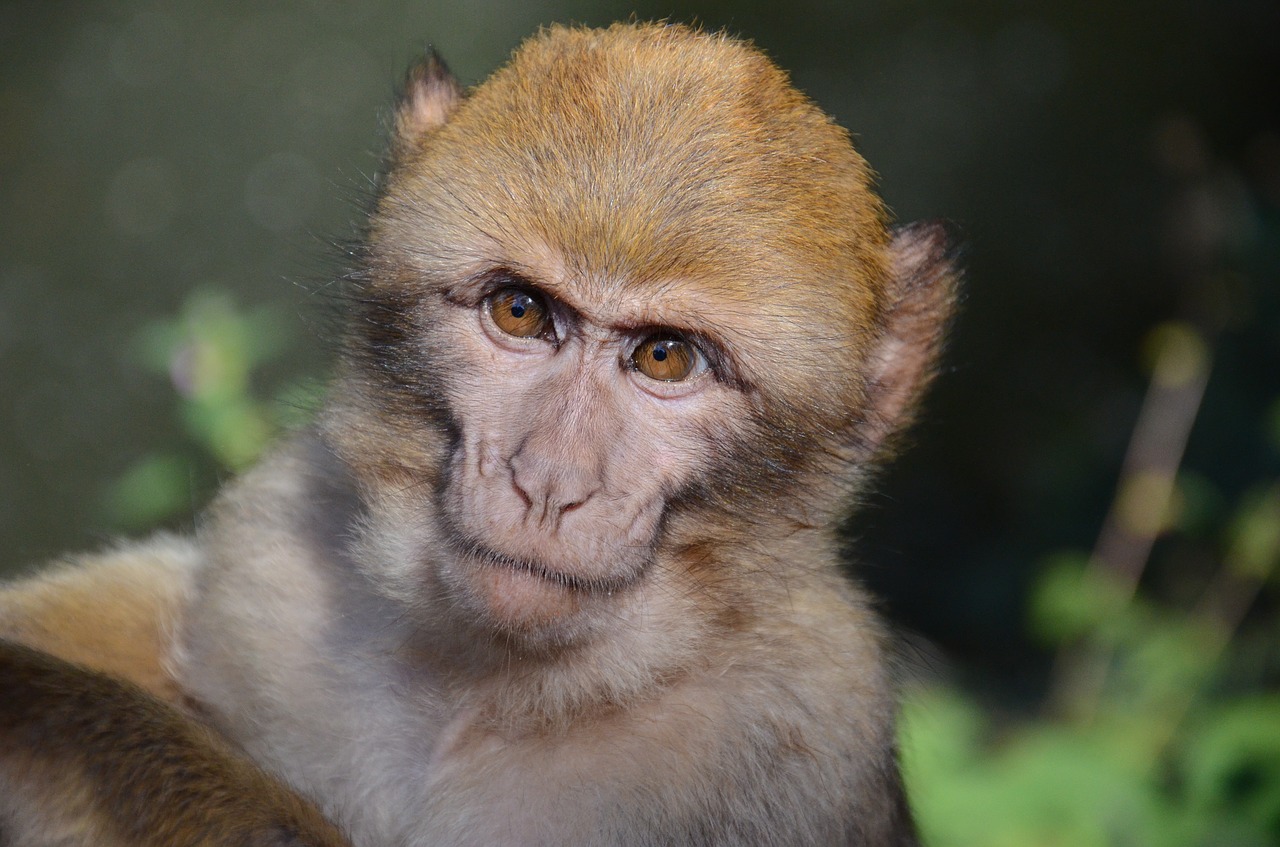 monkey face zoo free photo