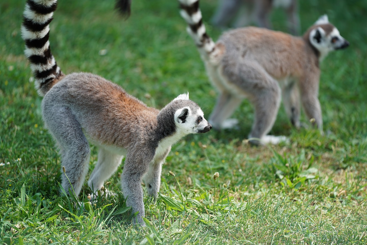 monkey lemur madagascar free photo