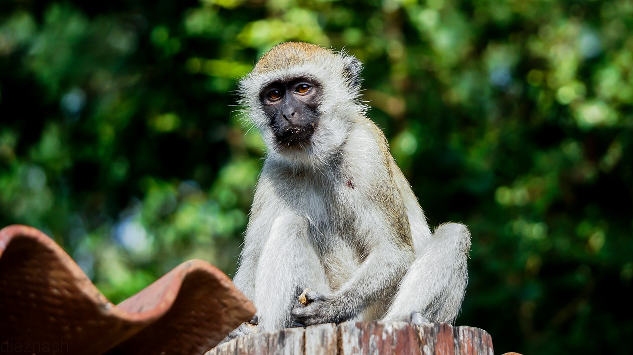 monkey mombasa kenya free photo