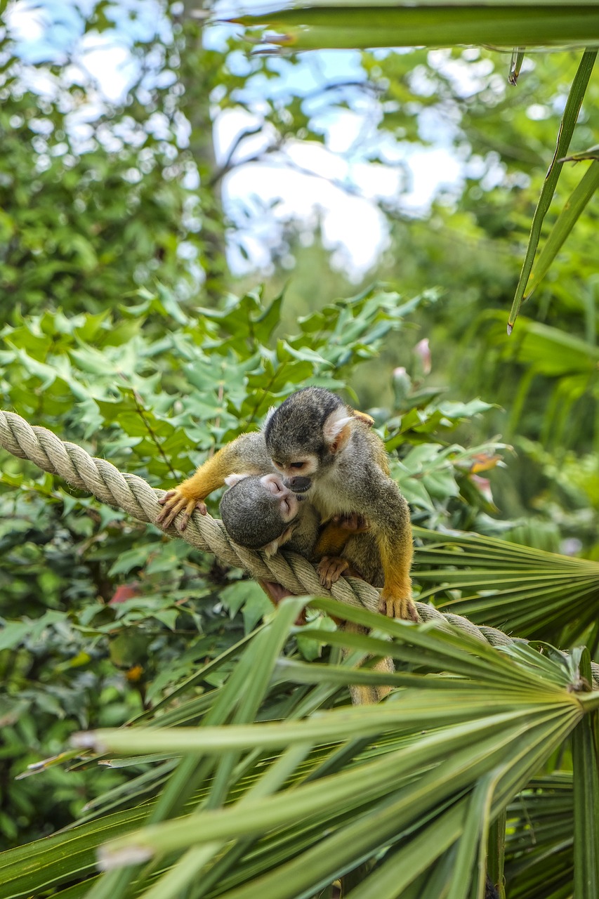 monkey squirrel monkey duo free photo