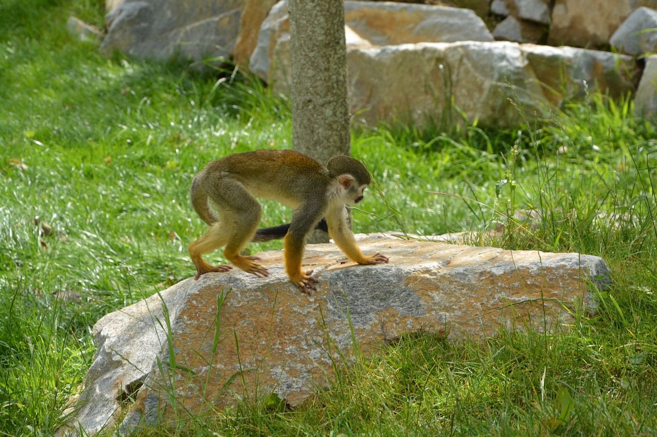 monkey wild hair free photo