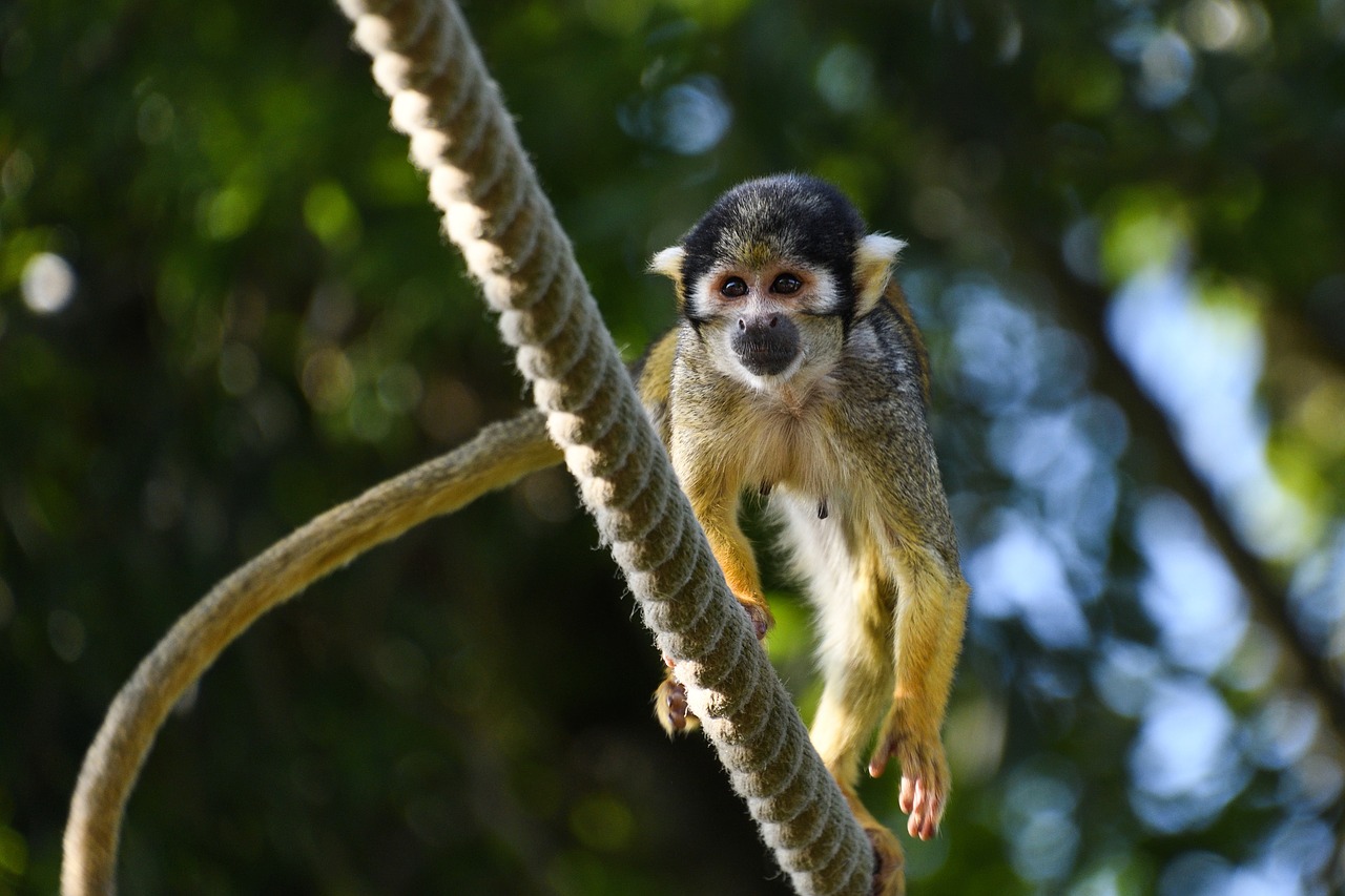 monkey saimiri in peru zoo free photo