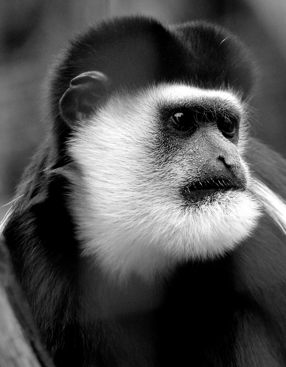 monkey animal zoo free photo