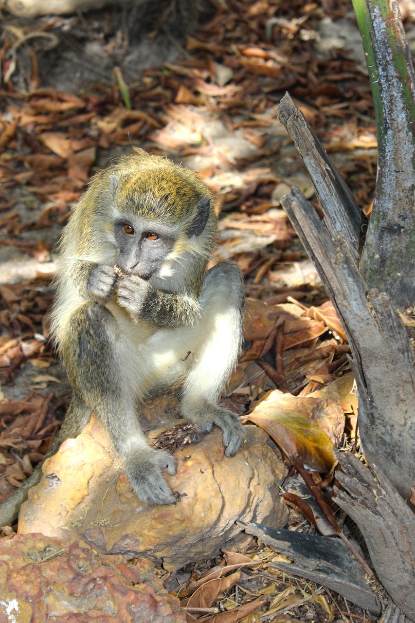 monkey wildlife cute free photo