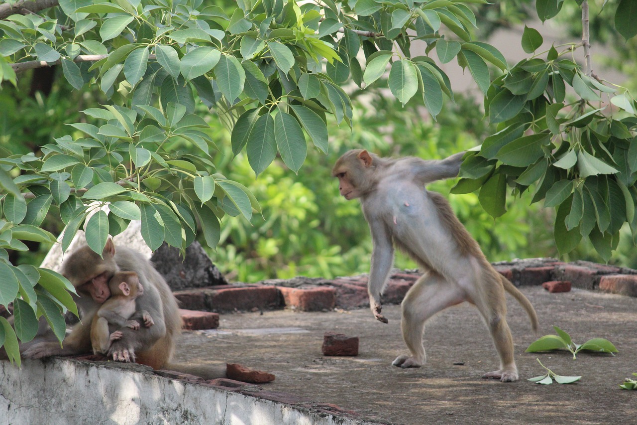 monkey wildlife wild free photo