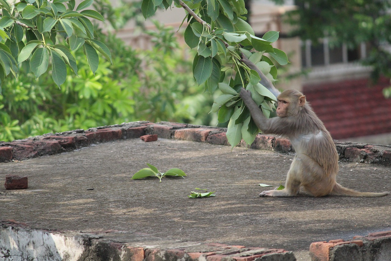 monkey wildlife wild free photo