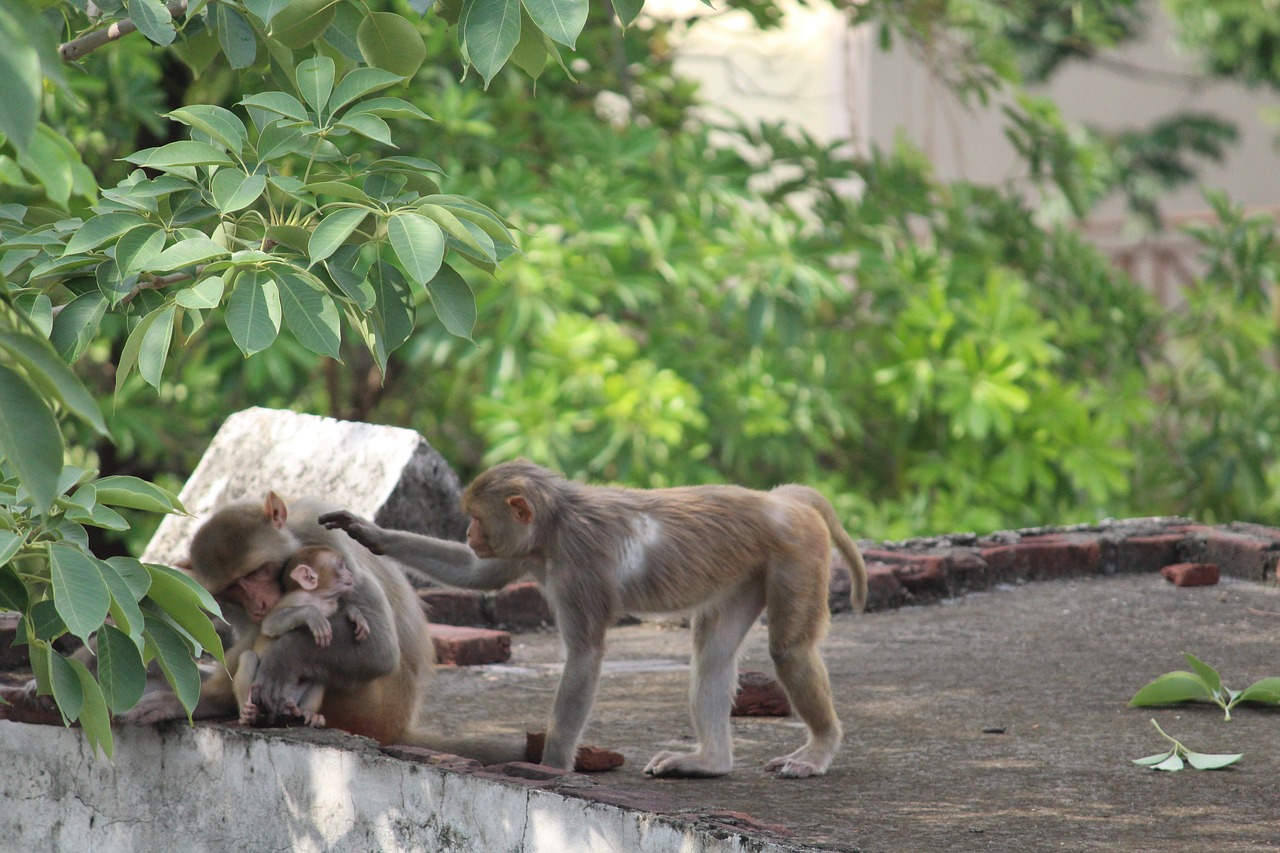 monkey wildlife wild free photo