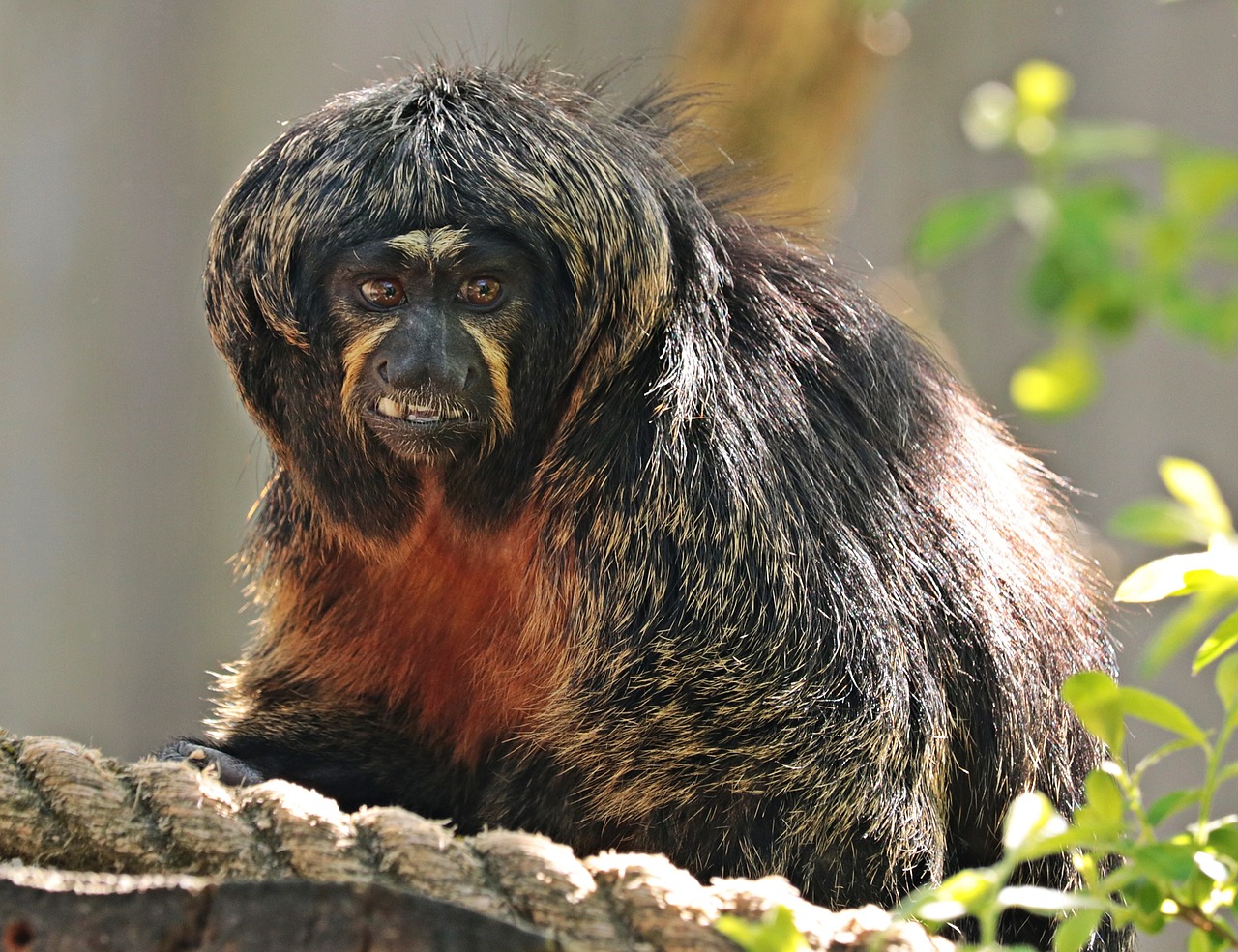 monkey enclosure animal world free photo