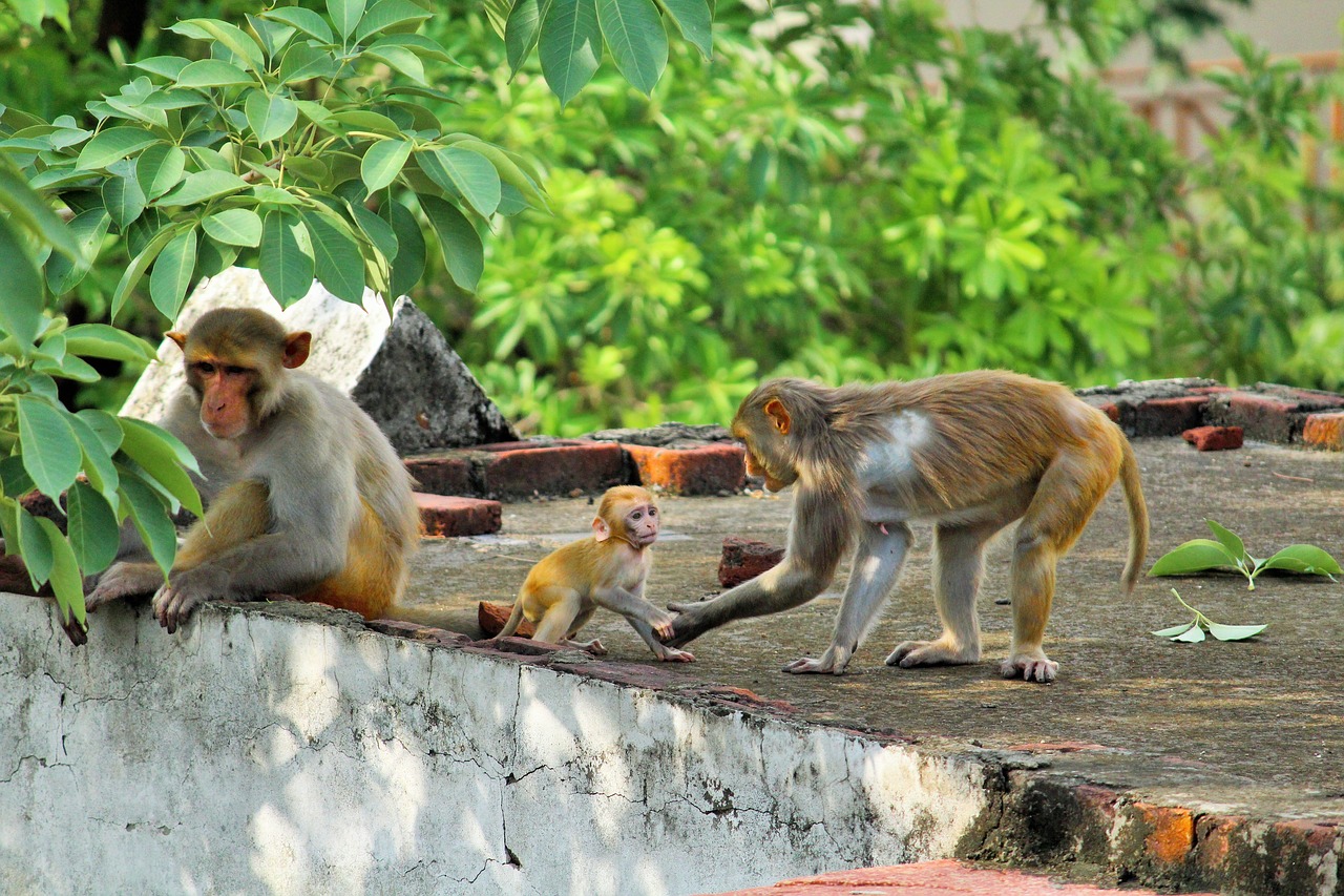 monkey wildlife wild free photo