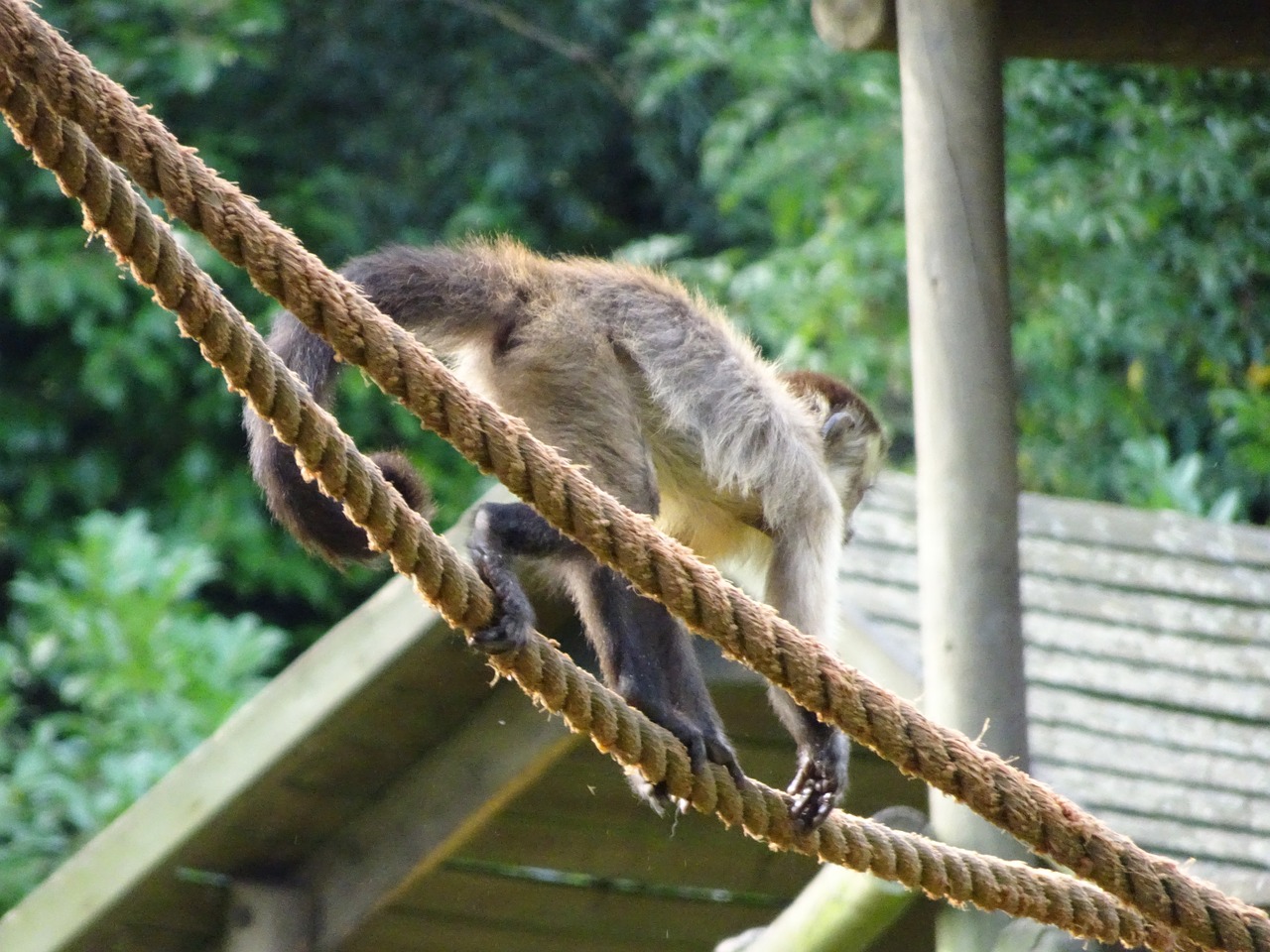 monkey ropes squirrel monkey free photo