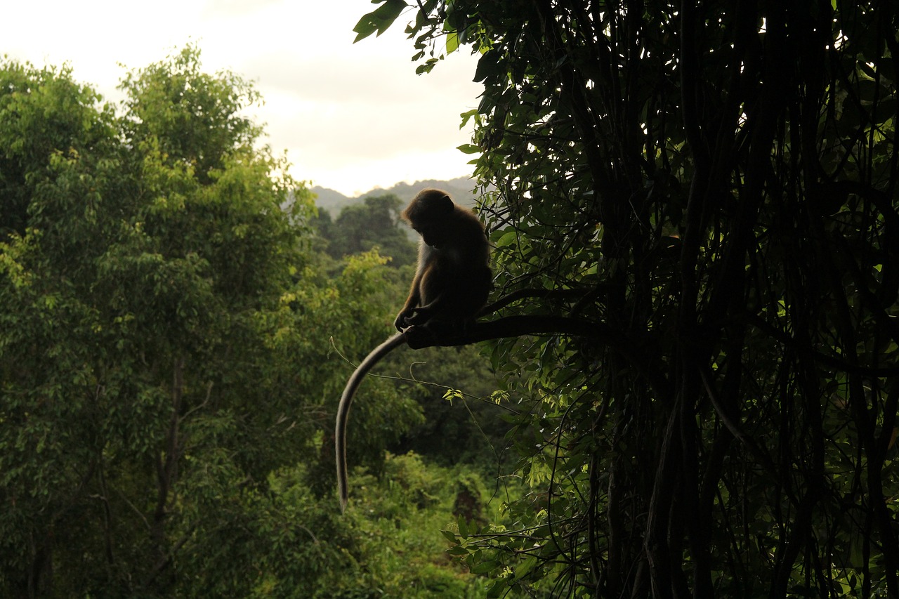 Jungle monkeys. Обезьяны в джунглях. Тропические обезьяны. Обезьянка в джунглях. Приматы в тропических лесах.