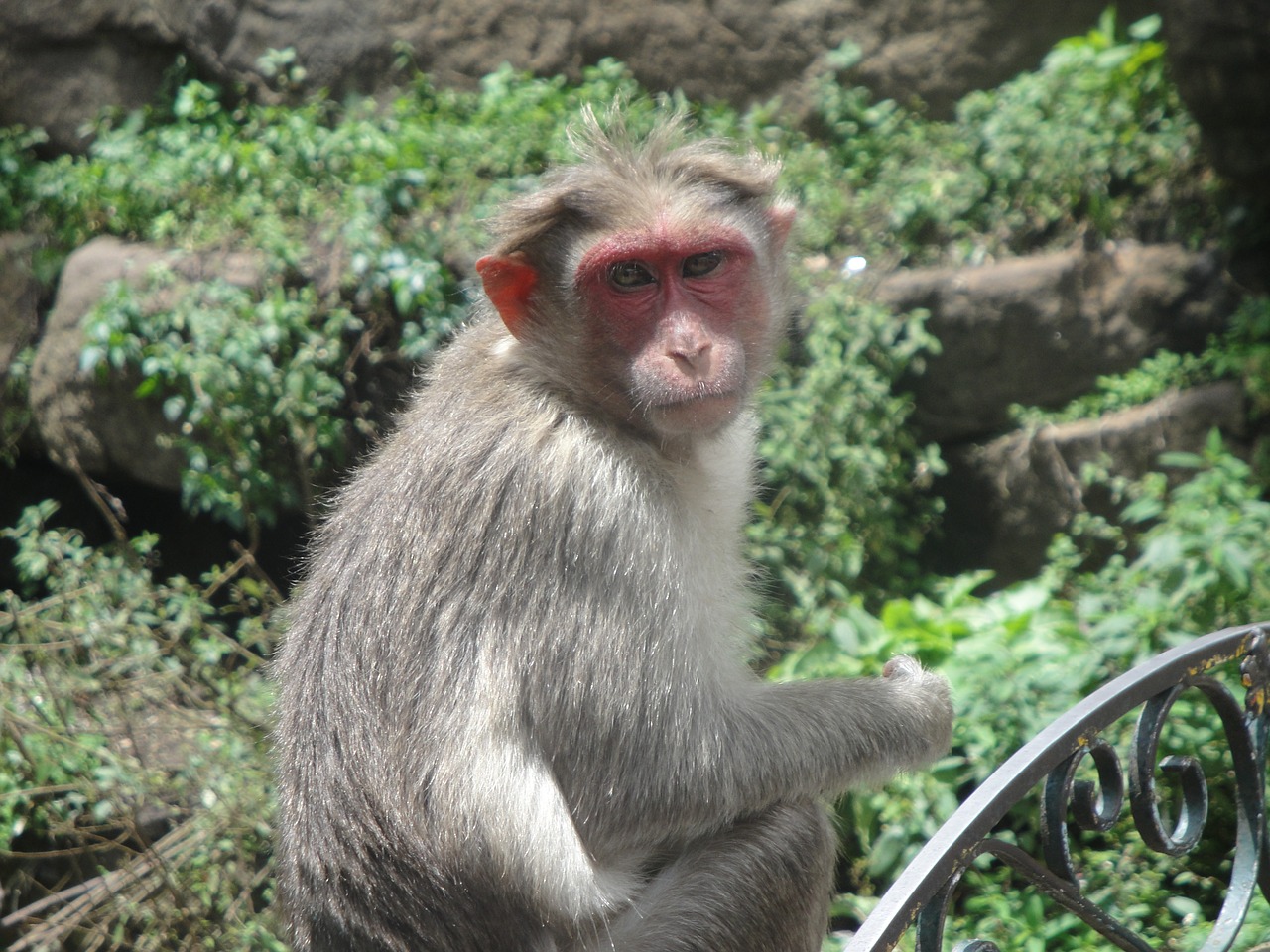 monkey animal wild free photo