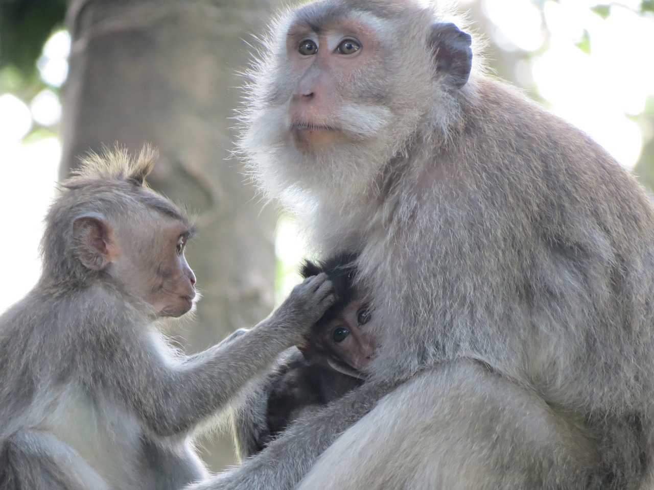 monkey indonesia bali free photo
