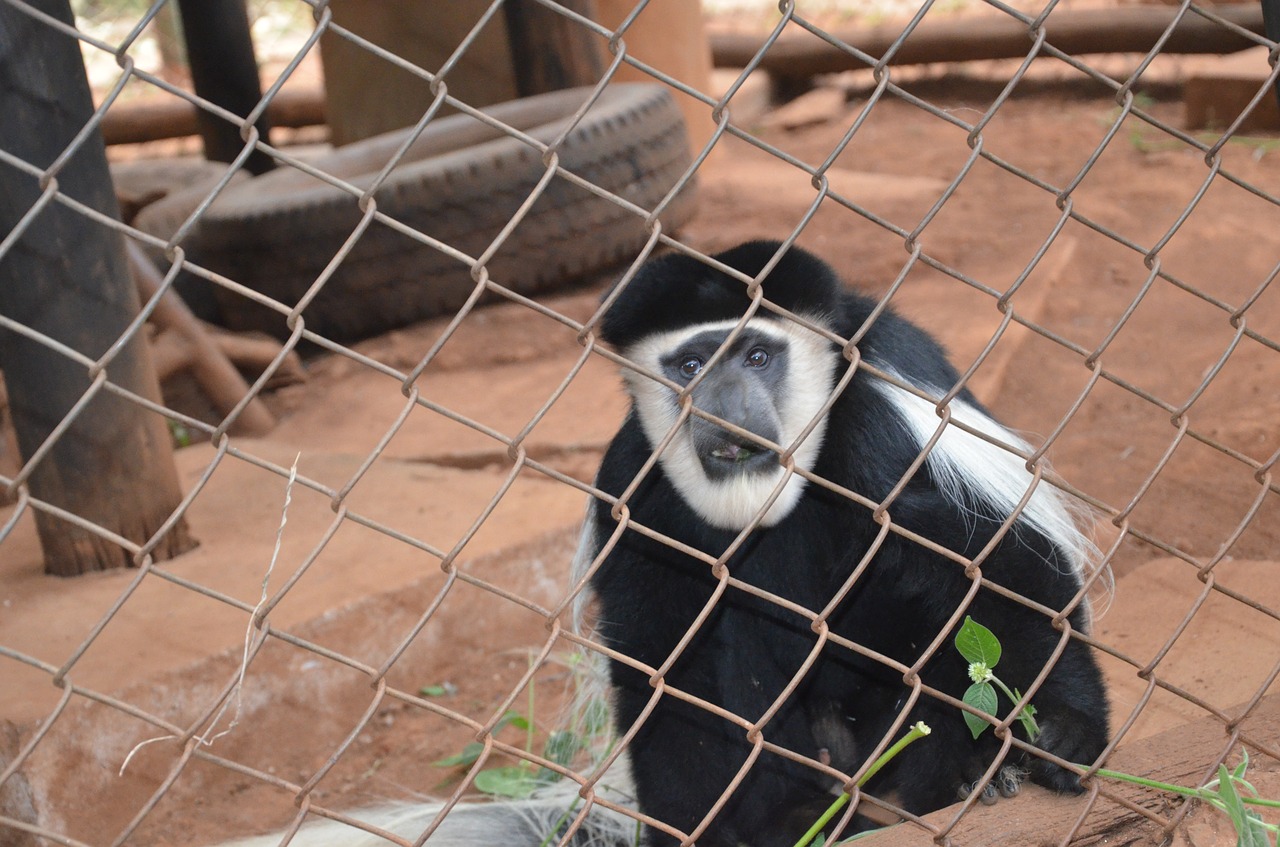 monkey chimp gorilla free photo