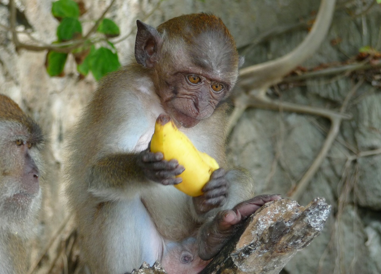Обезьяна подавилася бананом. Обезьянка и бананы. Обезьяны в джунглях. Макака с бананом. Обезьяна кушает.