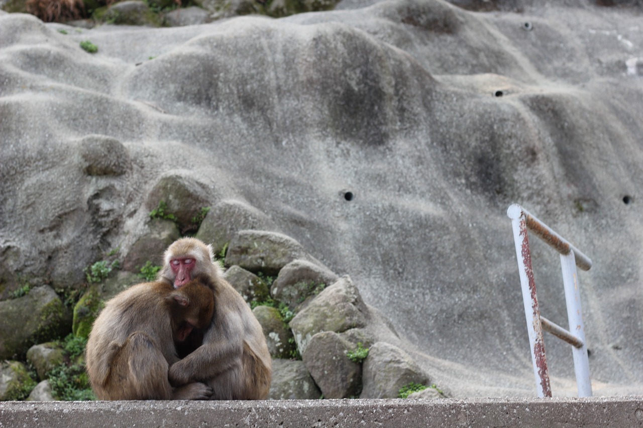 monkey animal zoo free photo