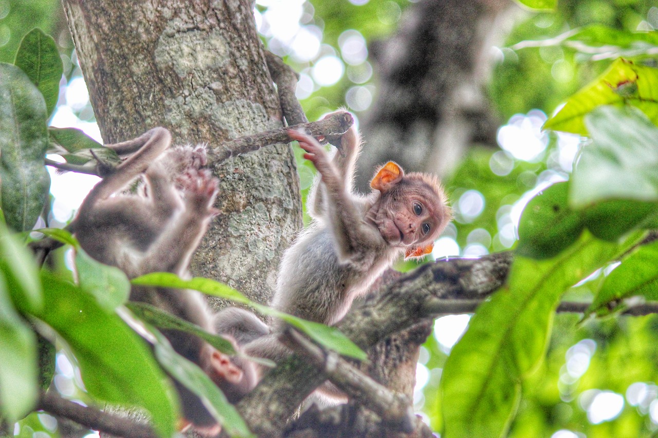 monkey kerala wayanad free photo