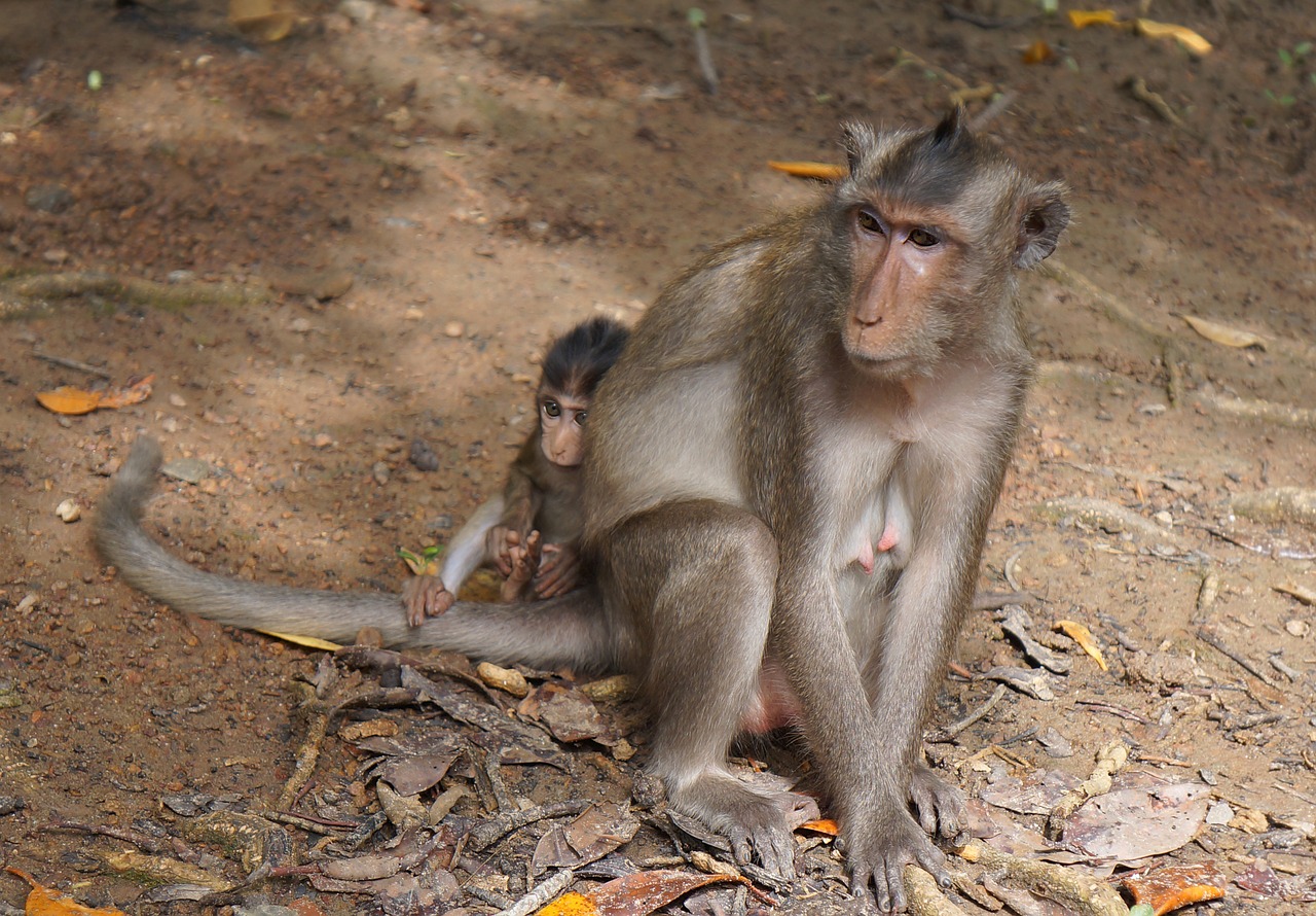 monkey mother and son monkey animal free photo