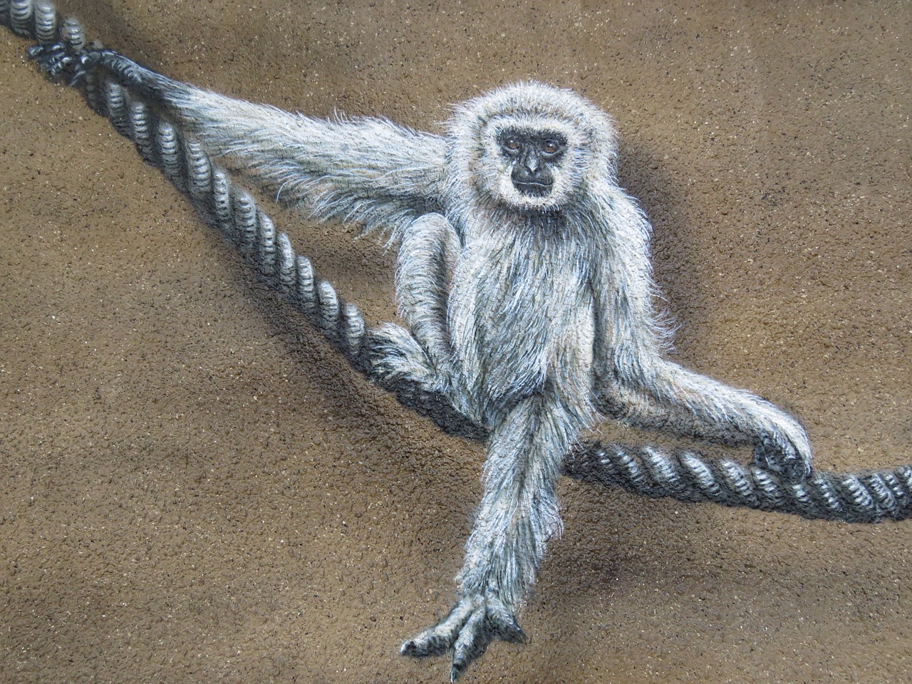 monkey wall art wall free photo