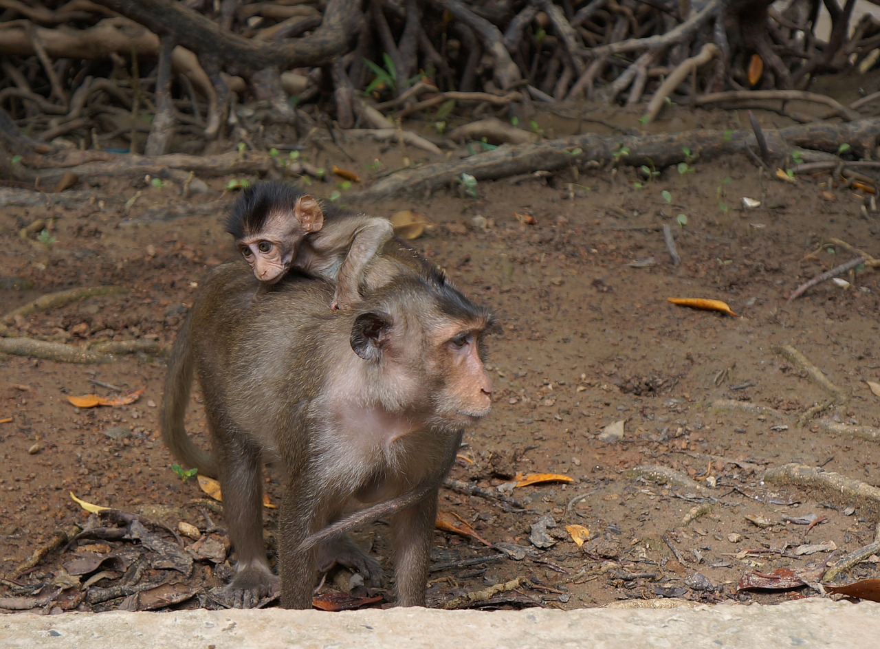 monkey mother monkey monkey the need of the hour free photo