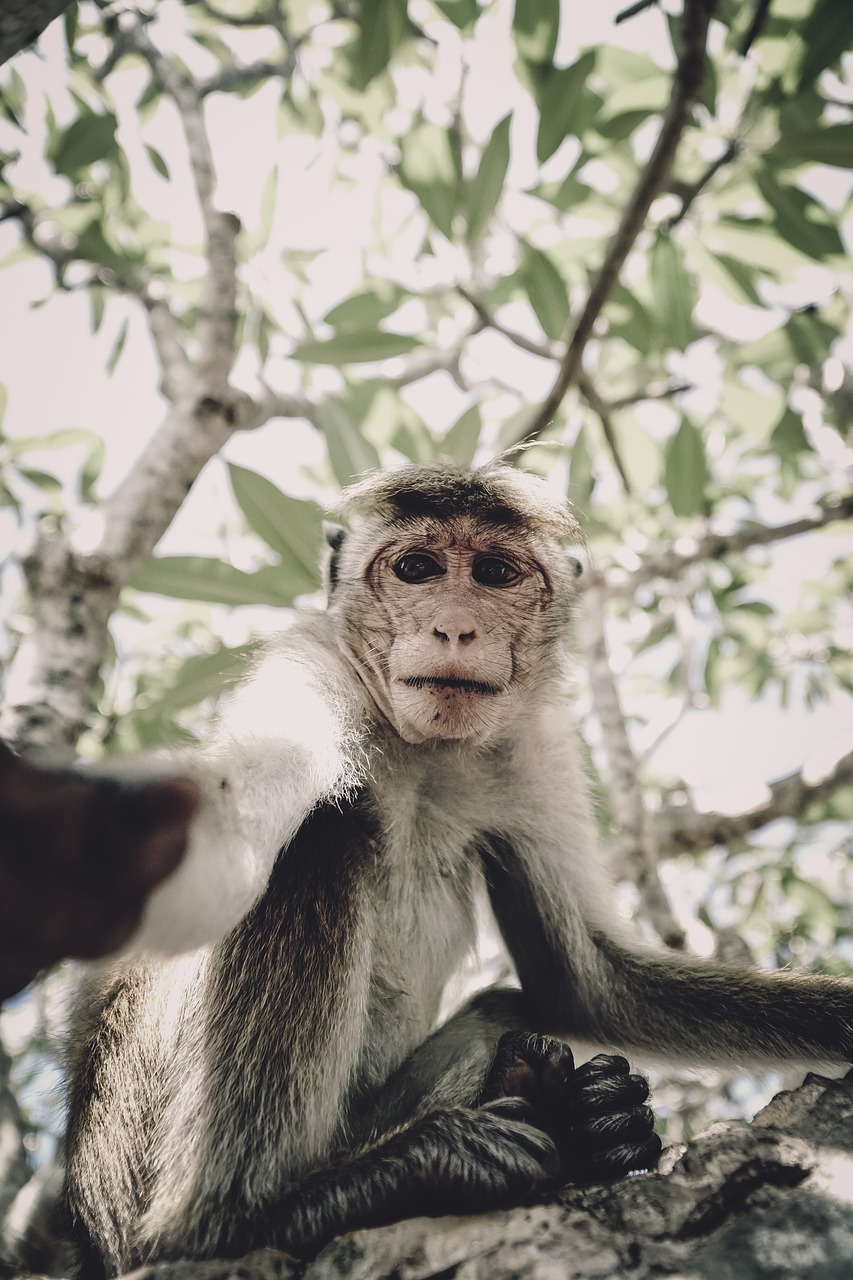 monkey selfie tree free photo