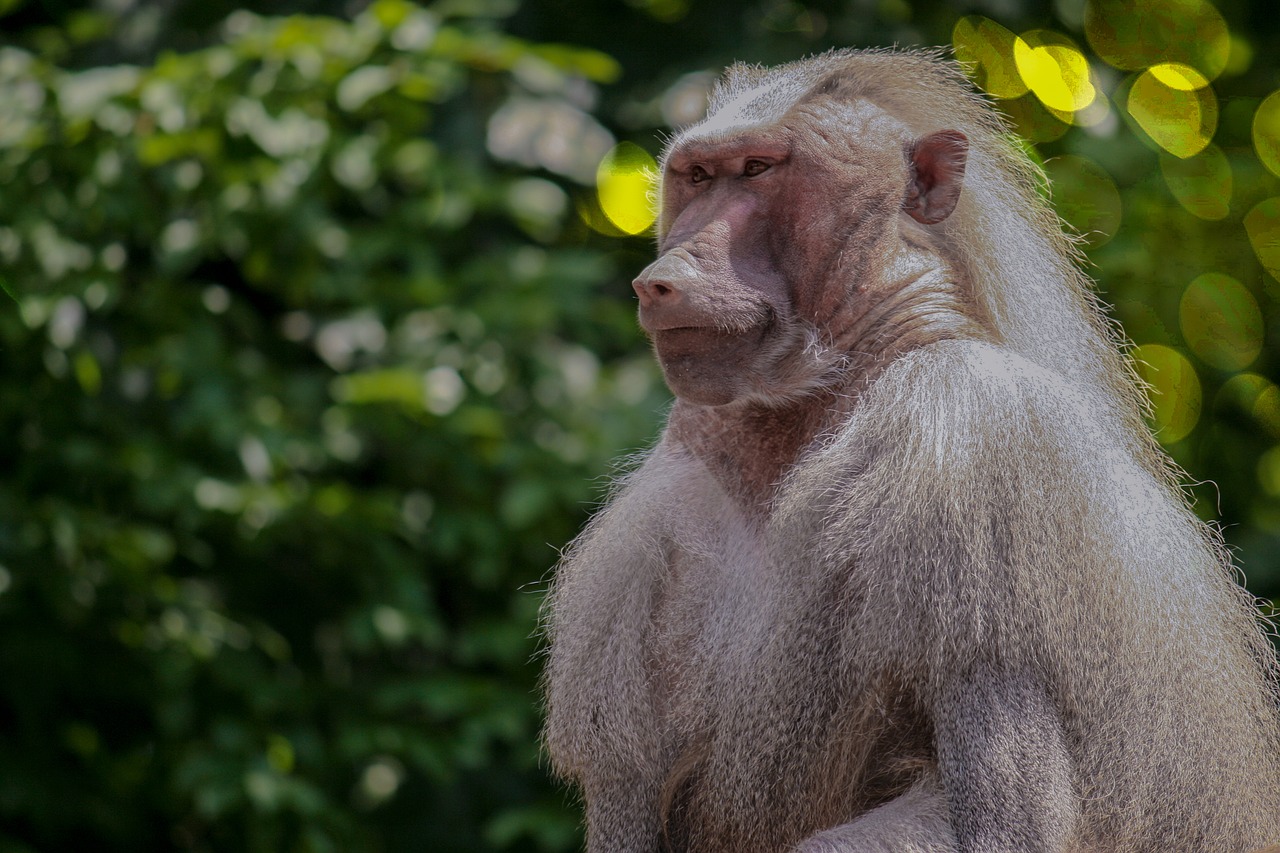 monkey zoo baboon free photo