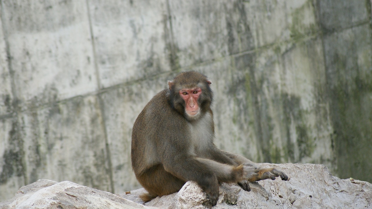monkey zoo chimpanzee free photo