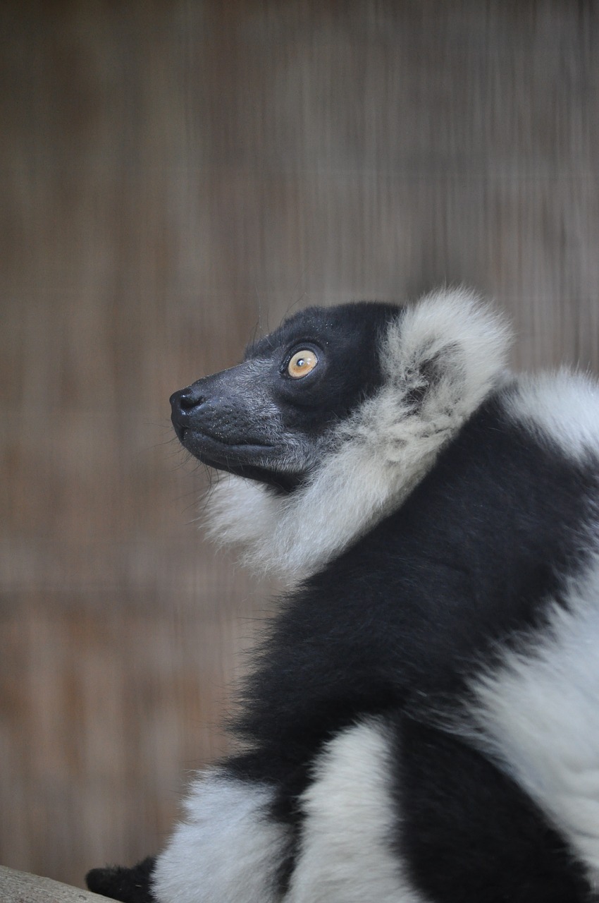 monkey look zoo free photo