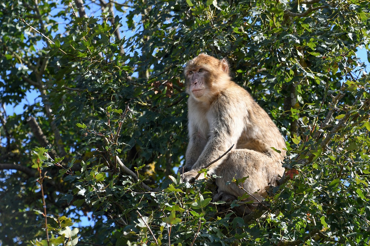 monkey tree barbary macaque free photo