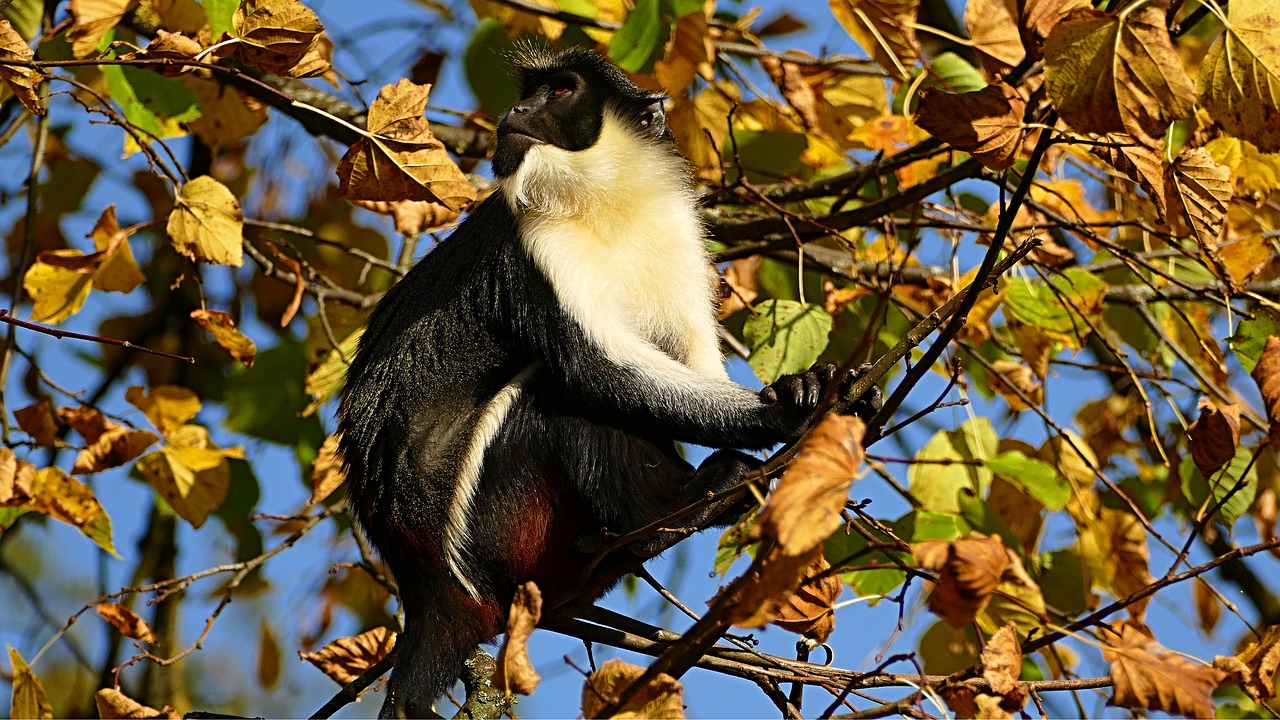 monkey leaves zoo free photo