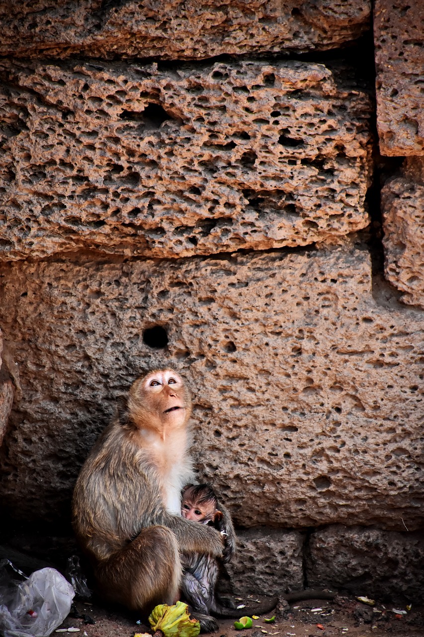 monkey animals sadly free photo