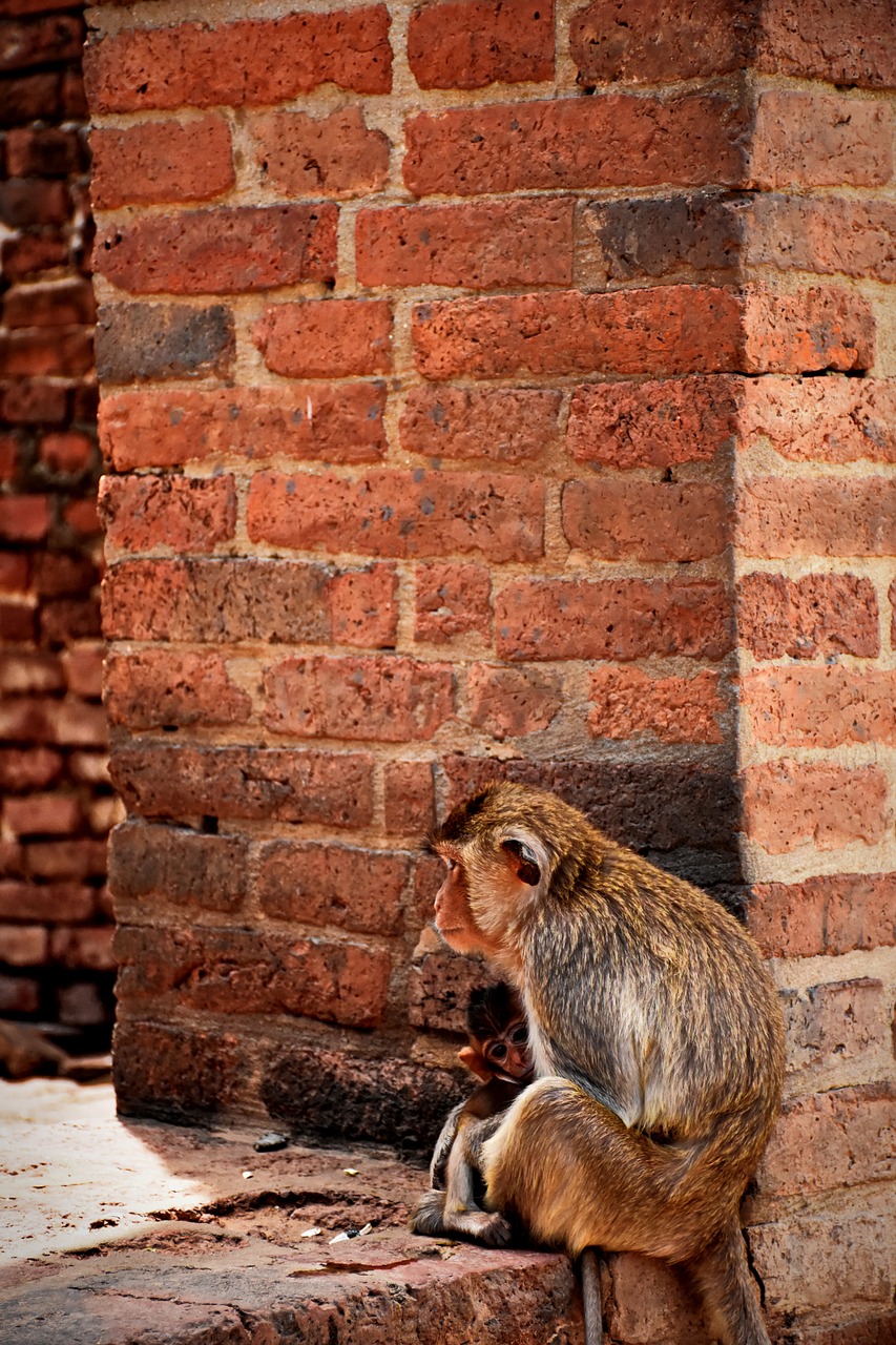 monkey animals relax free photo