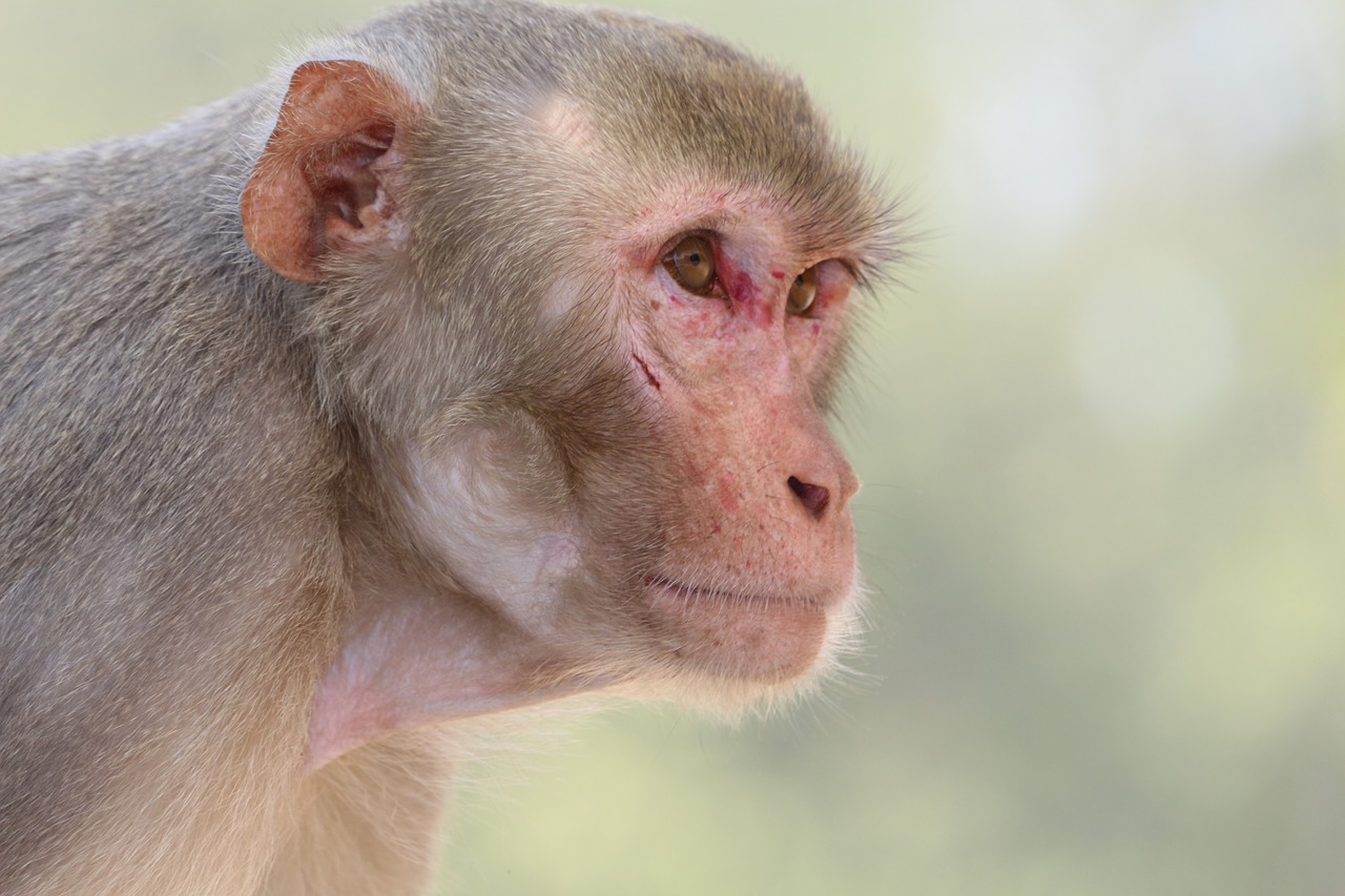 monkey portrait primate free photo