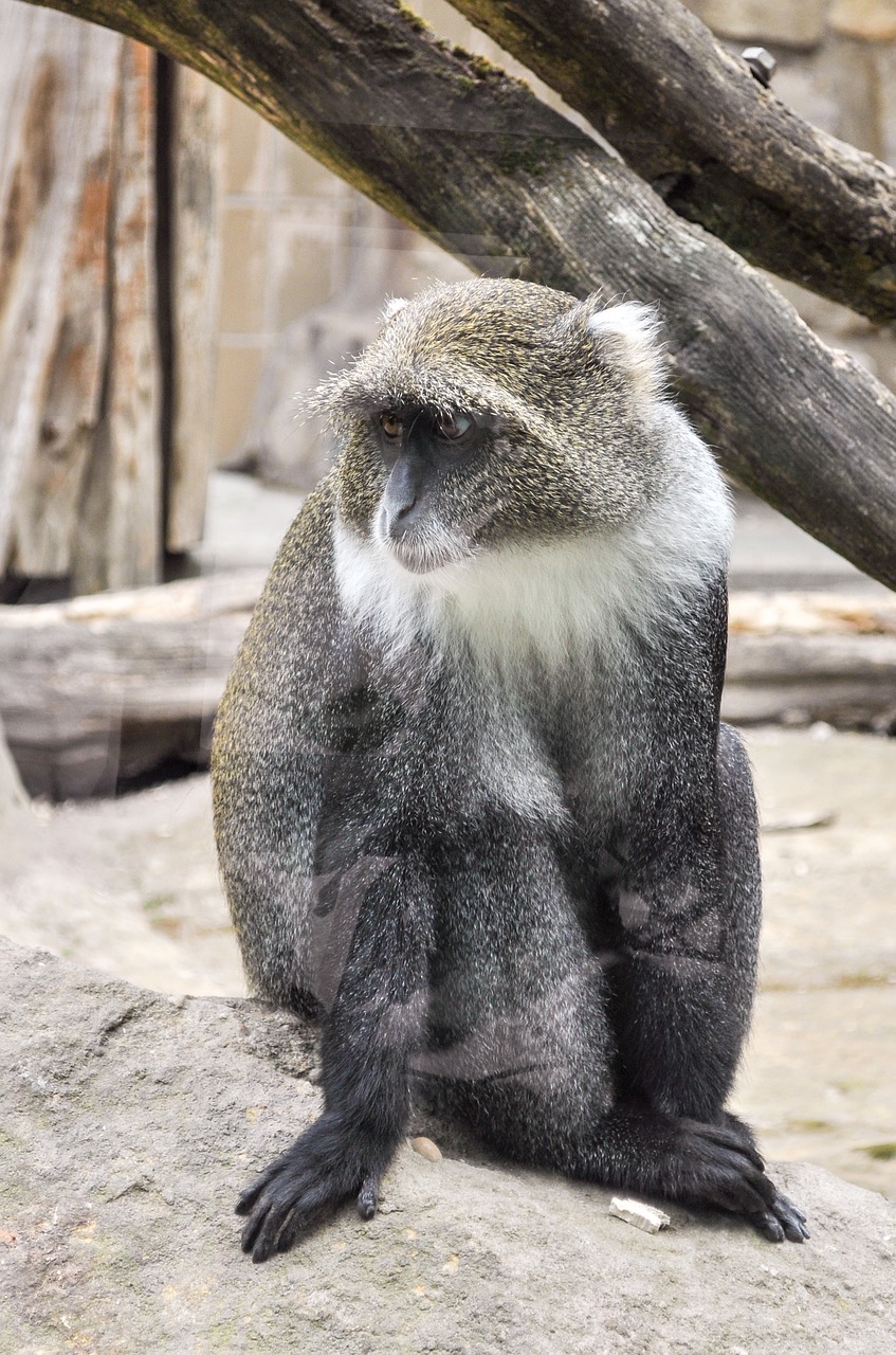 monkey ape zoo free photo