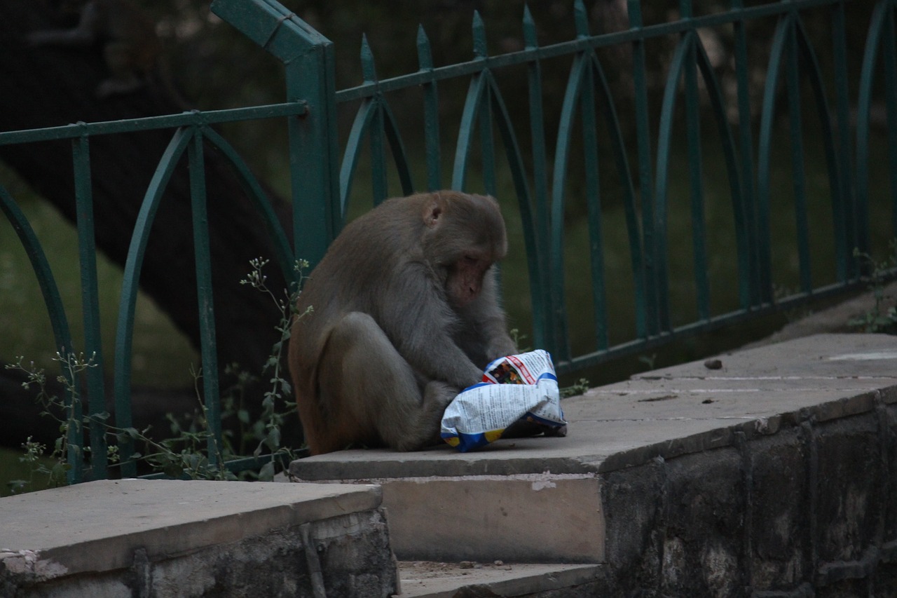 monkey eating food free photo