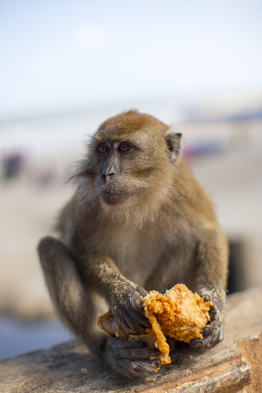 monkey kfc junk food free photo